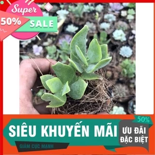 Thạch bích lá xoắn bầu