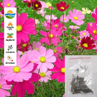 DEAL SHOCK 1K - Hạt giống hoa Sao Nhái Mix - 50 Hạt - Hoa Cánh Bướm - túi zip trồng thử