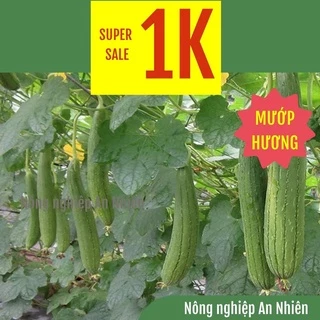 [SALE1K] 2 Hạt giống MƯỚP HƯƠNG Quê nhà rất thơm