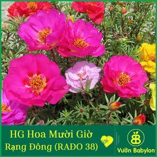 Hạt Giống Hoa Mười Giờ Nhiều Màu, Nảy Mầm Cao