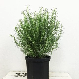 [Cây gia vị] - Chậu cây hương thảo - Rosemary - Rosmarinus officinalis L. - Trang Flowers