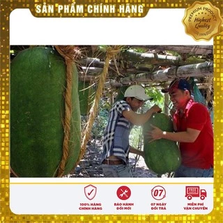 Hạt giống bí đao khổng lồ tư 10 tới 30 kg ( gói 1 gam)