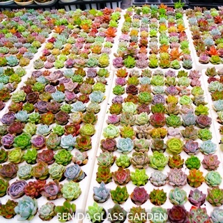 Sen đá vỉ mix 84 cây GLASS GARDEN, Sen Đá Mini Đà Lạt 2-3cm siêu khỏe, dễ trồng🌲 Mix màu thập cẩm