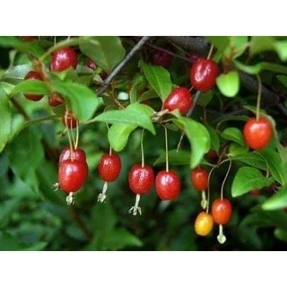 CÂY GIỐNG NHÓT NGỌT CHERRY RA TRÁI SIÊU SỚM ( cây siêu sớm có bảo hành)