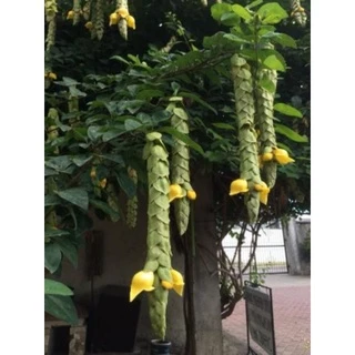 Cây giống hoa huyền trân công chúa- Hoa kiểng Nguyễn Lộc- Cây hoa đẹp- Cây giống chất lượng cao