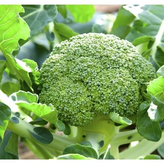 [Seeds] Hạt giống Súp Lơ Xanh lai f1 (Bông cải xanh) Rado687, đóng gói 0.2gr