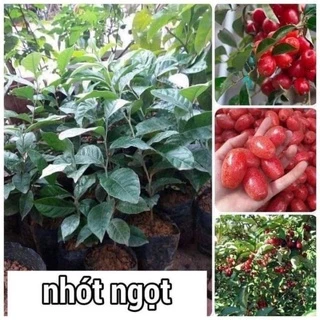 Cây giống nhót ngọt