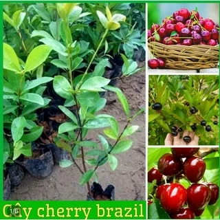 Cây cherry Brazil nhiệt đới chịu nhiệt  dễ trồng  ( cao 80-90cm) -tặng kèm phan bón cho cây mau lớn