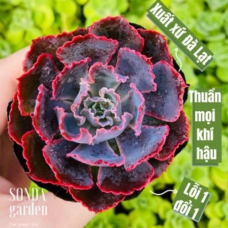 Sen đá bắp cải aurora purple SONDA GARDEN size bé 5-8cm, cây cảnh trang trí nhà cửa, lỗi 1 đổi 1