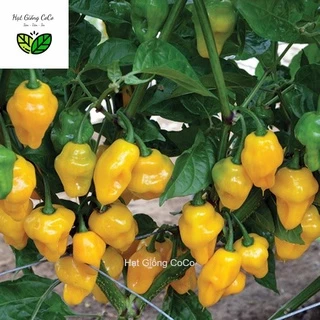 Hạt Giống Ớt Habanero Vàng , Ớt Cay, Đẹp 5 Hạt