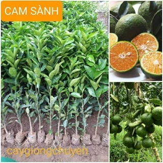 GIỐNG CAM SÀNH GHÉP CHO QUẢ SAU 1 NĂM