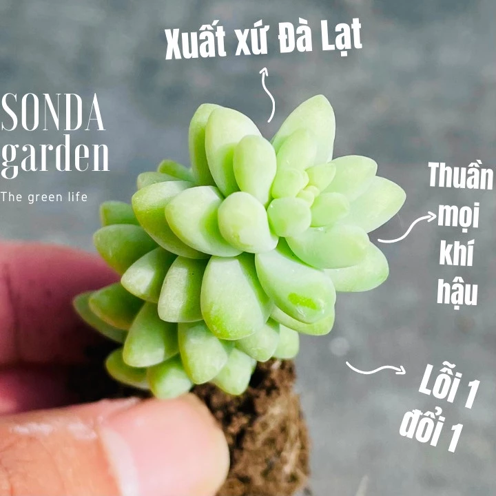 Sen đá chuỗi ngọc bi SONDA GARDEN size mini 2.5-4cm, cây cảnh trang trí nhà cửa, lỗi 1 đổi 1