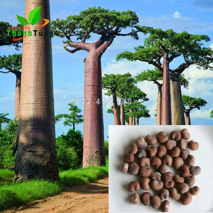 Hạt giống Baobab - Tỷ lệ nảy mầm cực tốt