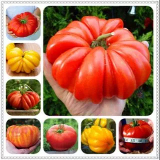 Gói 20 Hạt giống cà chua khổng lồ nhiều màu