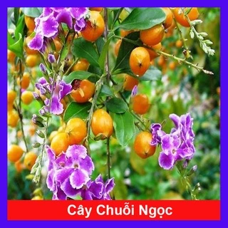 Cây chuỗi ngọc hoa tím - cây cảnh đẹp - thích hợp trồng hàng rào trang lối đi sân vườn