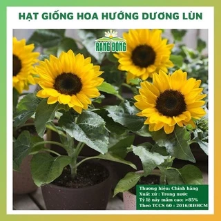 Hạt giống hoa hướng dương lùn đẹp dễ trồng chăm sóc tỉ lệ nảy mầm cao 30 hạt RADO 0859