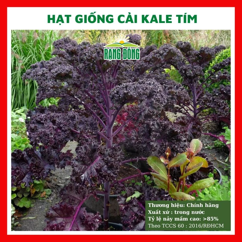 Hạt giống cải kale tím (cải xoăn tím) lai F1 - rau củ quả trồng chậu, sân vườn ban công ngon giòn ngọt 1g RADO 214