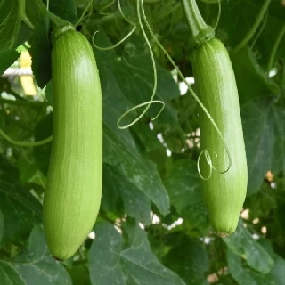 [Hạt giống Hàn Quốc] Hạt giống bí xanh Hàn Quốc Seacor rất ngon - tỷ lệ nảy mầm 95%