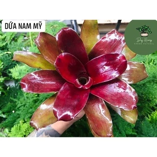 Dứa màu nam mỹ