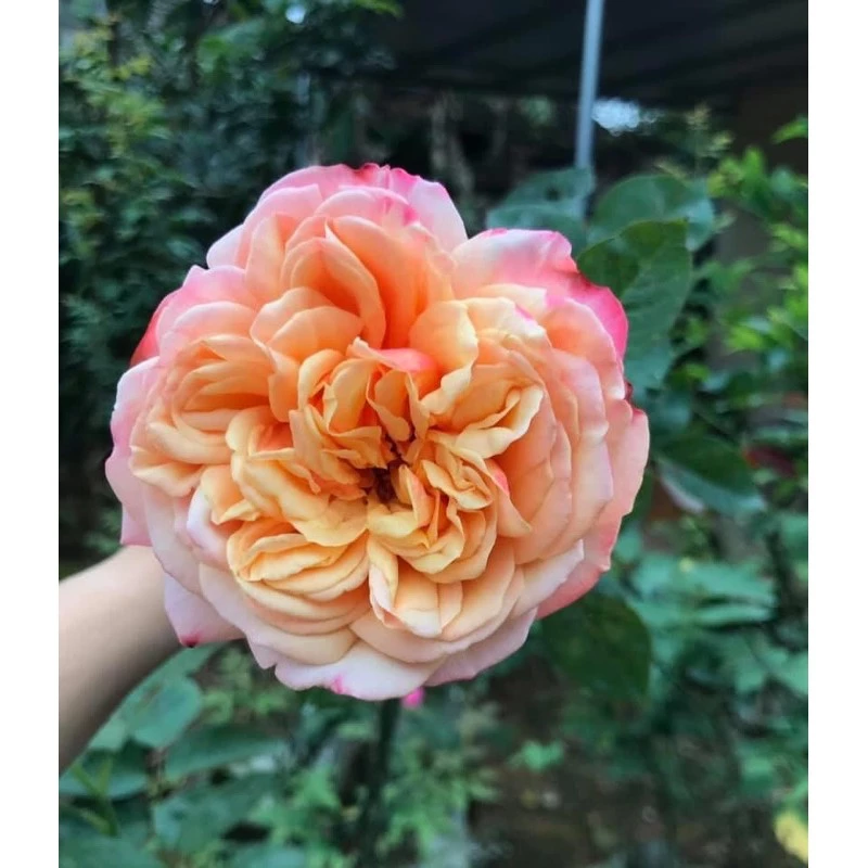 cây hoa hồng Kordes’ Jubilee rose
