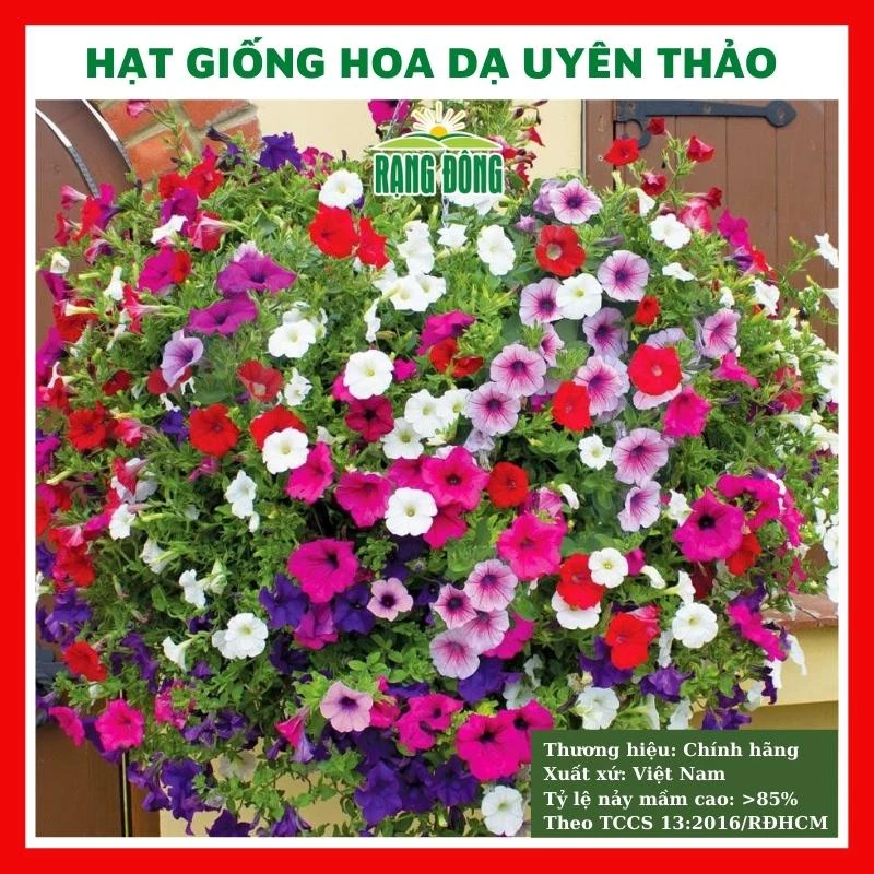 Hạt giống hoa dạ yến thảo nhiều màu - rau củ quả trồng chậu, sân vườn ban công nảy mầm cao 0,03g RADO813