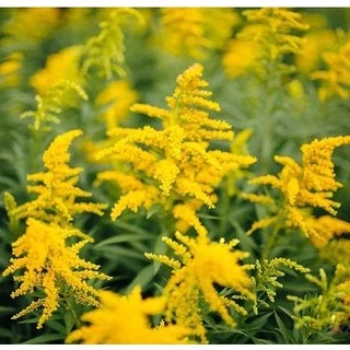 Hạt giống hoa Cúc Hoàng Anh 50 hạt mix màu siêu đẹp Cúc hoàng Anh - Golden rod