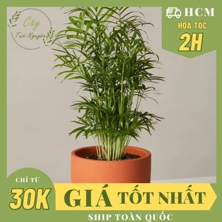 CÂY CAU TIỂU TRÂM ,(cao 15cm), phong thủy để bàn mini GIÁ RẺ, lọc không khí, Cây Tươi Nguyên CTN0010