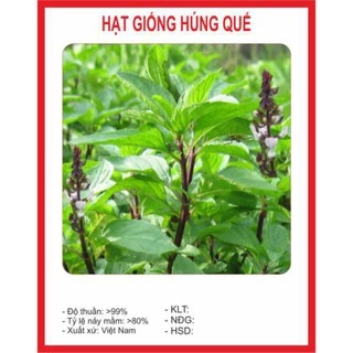 Hạt Giống Rau Húng Quế 2g