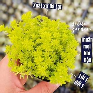 Sen đá sedum vàng Đà Lạt size bé cây cảnh trang trí nhà cửa Lolita garden