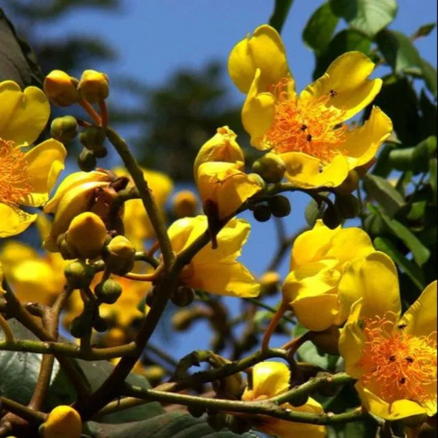 Cây mai hoa đăng- Hoa kiểng Nguyễn Lộc- Cây giống chất lượng cao