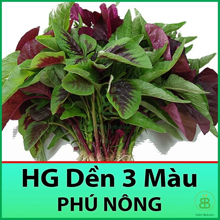 Hạt Giống Rau Dền 3 Màu Cao Sản 20GR