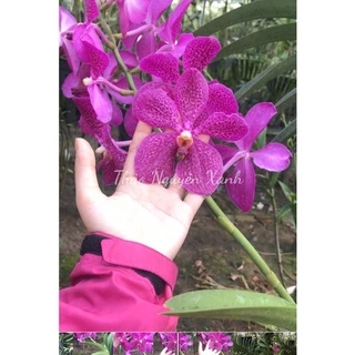 Vanda lai Mokara