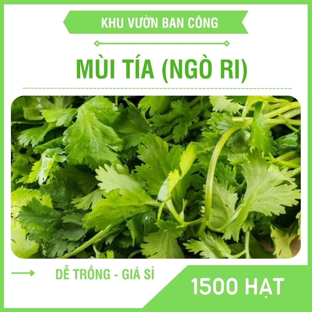 Hạt Giống Rau Mùi Tía Quy Cách 1500 Hạt - Khu Vườn Ban Công