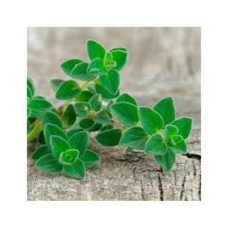 Hạt giống oregano Ý