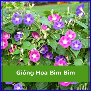 Hạt Giống Hoa Dây Leo Bìm Bìm Nhiều Màu Mix (50 hạt)