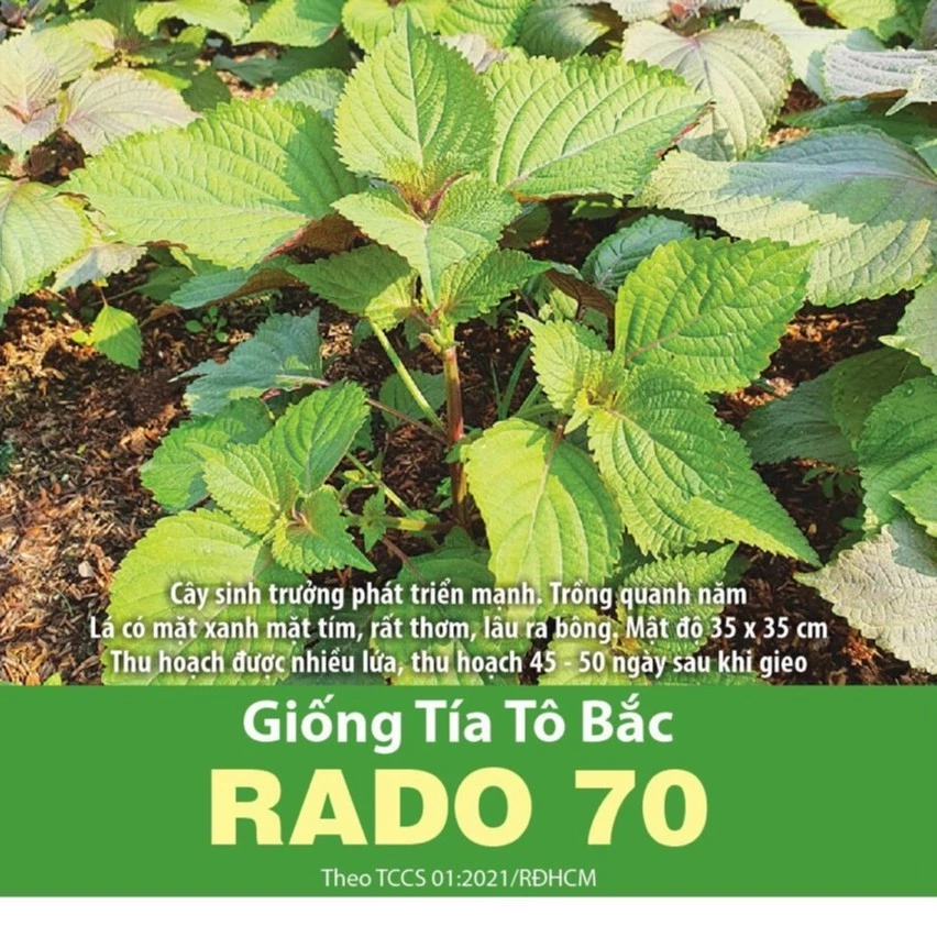 Hạt Giống Tía Tô Bắc (RADO70) 2gr