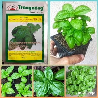 (hàng chính hãng) hạt giống rau húng quế Basil trang nông