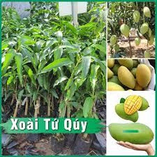 Cây giống Xoài Vàng Tứ Quý