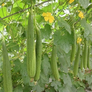 Hạt giống Mướp hương - Rau củ quả trồng tại vườn, sân thượng, nông trang, ban công
