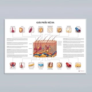 Tranh giải phẫu Da. 50x75cm. Decal dán.