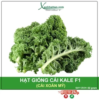 Hạt Giống Cải Xoăn Mỹ - Cải Kale Mỹ Siêu Năng Suất Dễ Nảy Mầm Gói 02 Gram