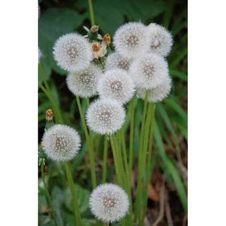  Gói 100 hạt giống cây bồ công anh Thấp (Dandelion) -  Taraxacum officimale Bigg