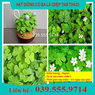 HẠT GIỐNG CỎ BA LÁ ( CỎ MAY MẮN ) 100GRAM - CỎ THẢM TRANG TRÍ  - CTC