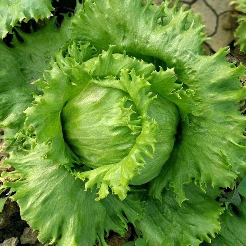 Xà lách băng  Lettuce Salad tròn 50h SHOP MỚI KHYẾN MẠI GIÁNG SINH