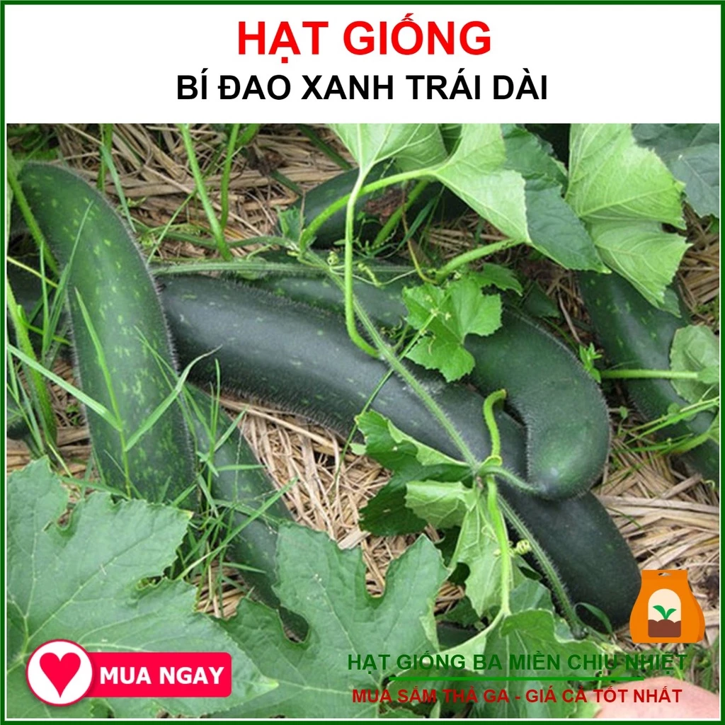 Hạt Giống Bí Đao Xanh Trái Dài F1 Java 0.2 Gram