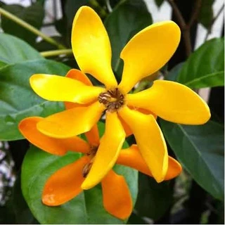 Cây lài vàng/lài hoàng đế cho hoa lâu tàn, rất thơm - Gardenia tubifera