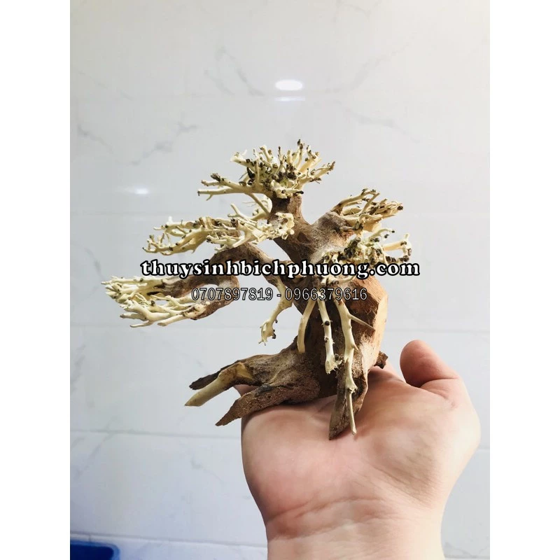 BONSAI LŨA GỖ CHO HỒ 40CM-60CM | THIẾT KẾ CÂY CỔ THỤ HỒ THUỶ SINH