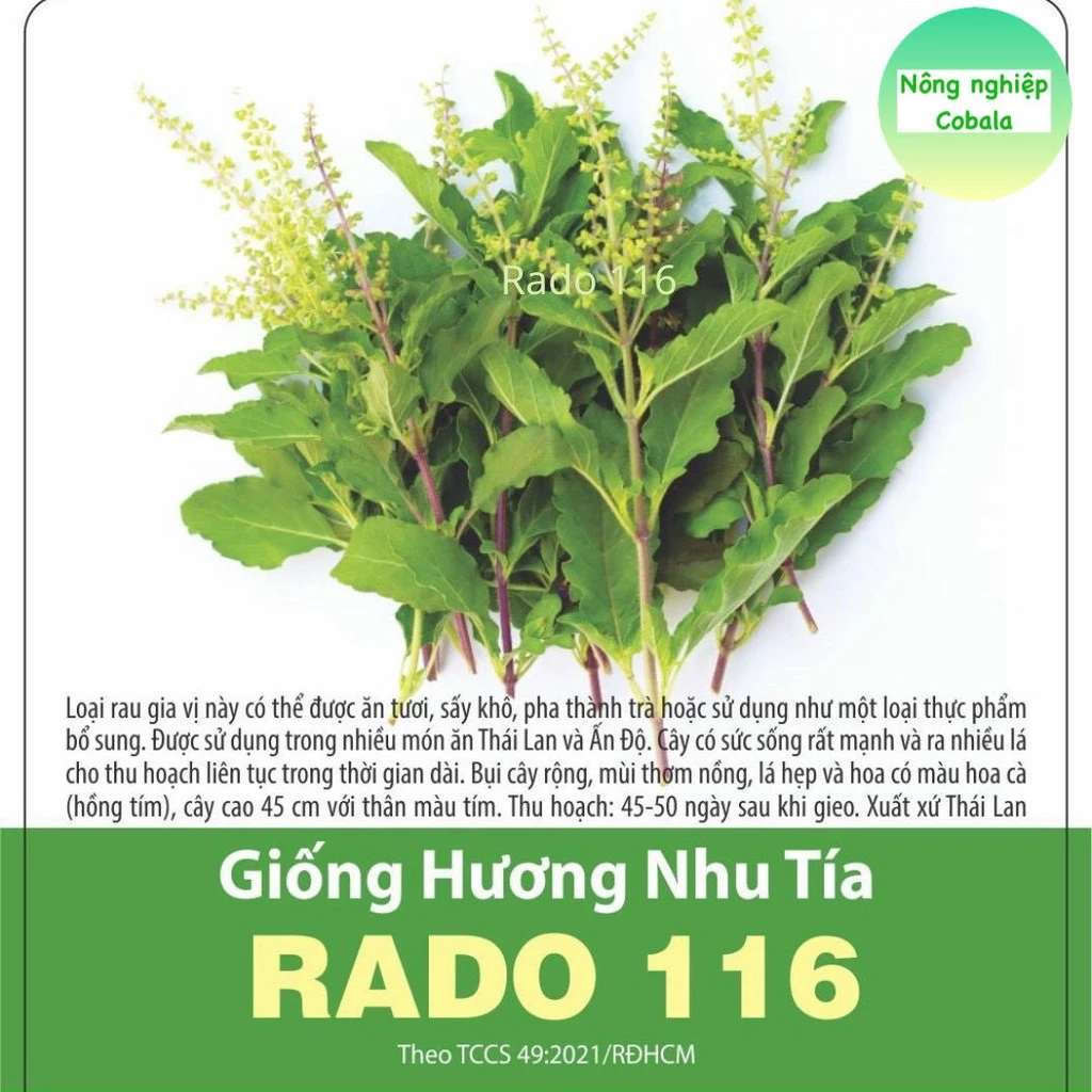 Hạt Giống Hương Nhu Tía (RADO116) 1gr