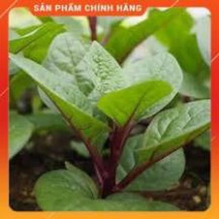 HẠT GIỐNG MÙNG TƠI ĐỎ GÓI 2,5 GRAM.