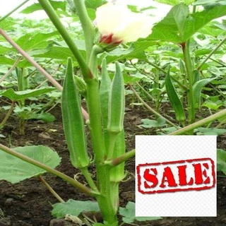 40 hạt giống đậu bắp xanh SALE